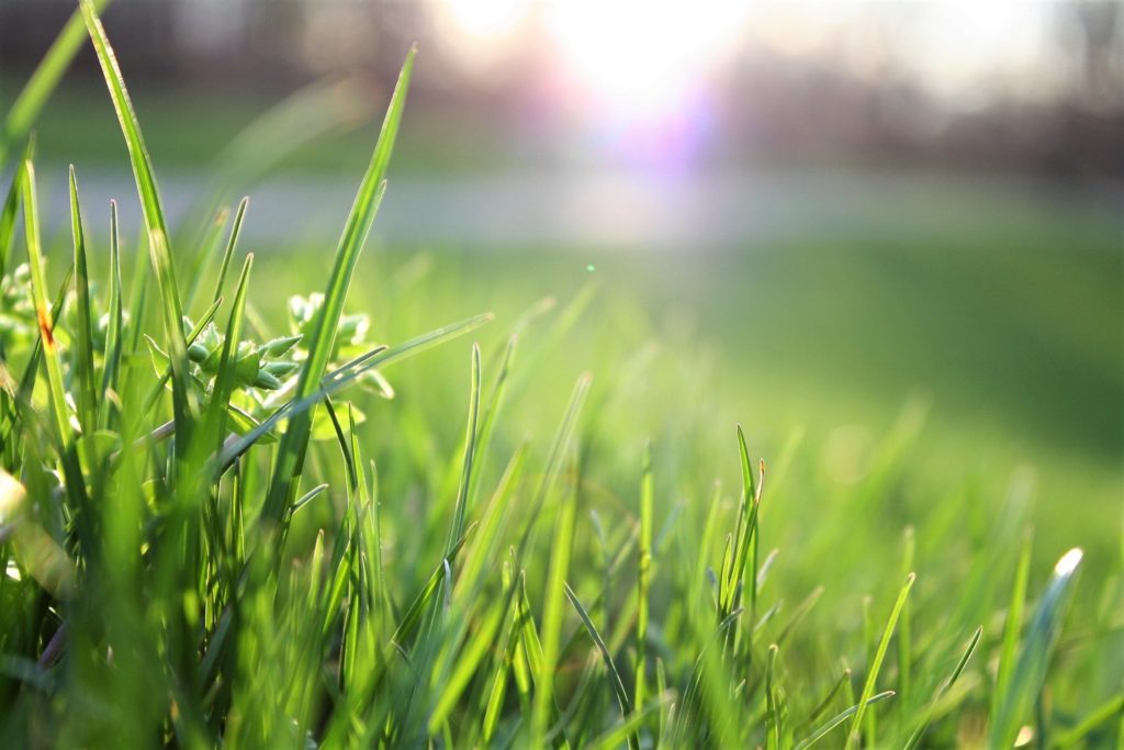 a close up photo of grass and dandelion with the sun in the background