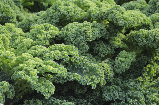 a big batch of green kale