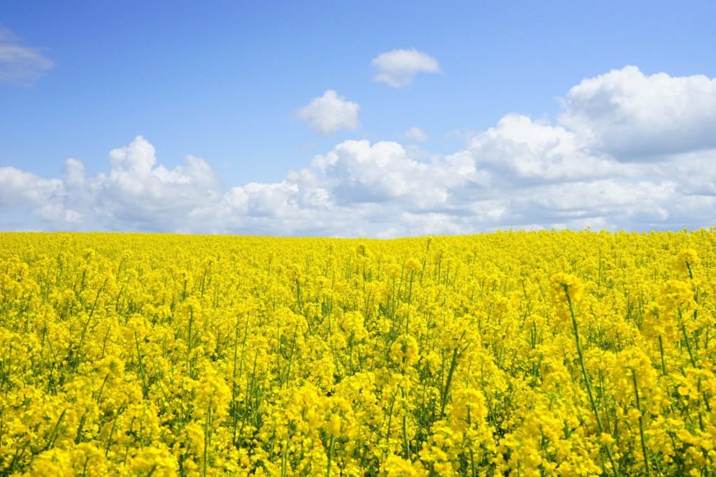 a field of yellow flowers with a bright blue sky